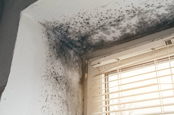 Affordable Attic Mold Remediation solutions in Kingston, WA